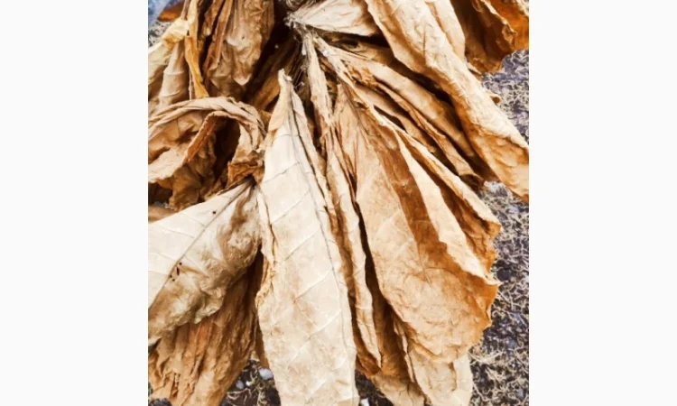 Продажа качественного тютина от 1 кг - фото № 4