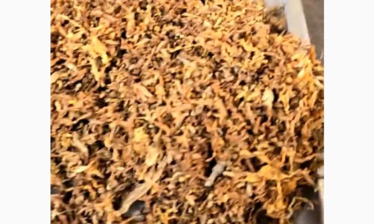 Тютюн и гильзы для курения - фото № 1