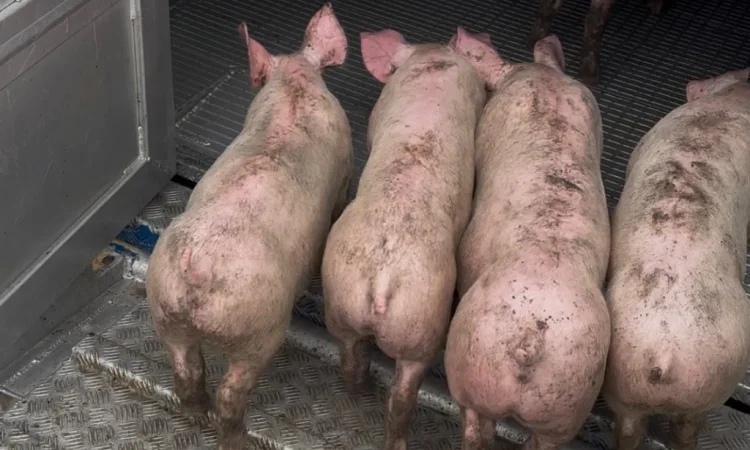 Продаются поросята генетики PIC - фото № 1