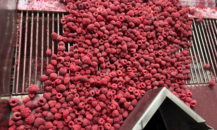 Продажа замороженной малины и других ягод - фото № 11