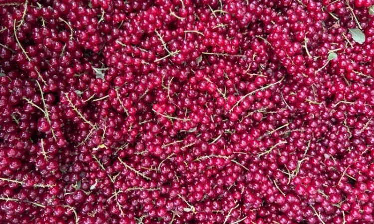 Продажа замороженной малины и других ягод - фото № 9