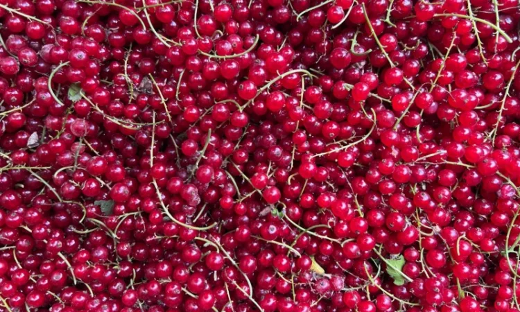 Продажа замороженной малины и других ягод - фото № 8