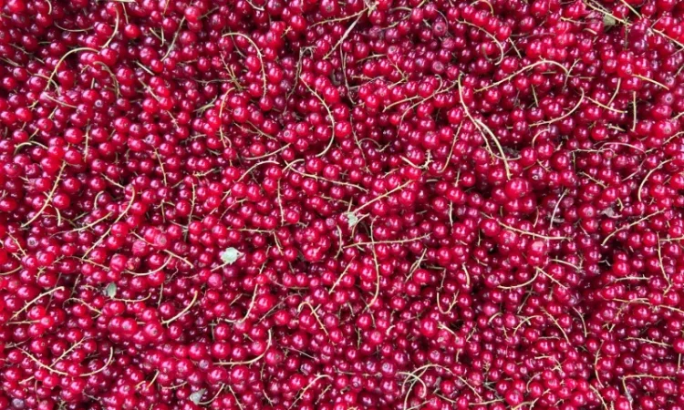 Продажа замороженной малины и других ягод - фото № 7