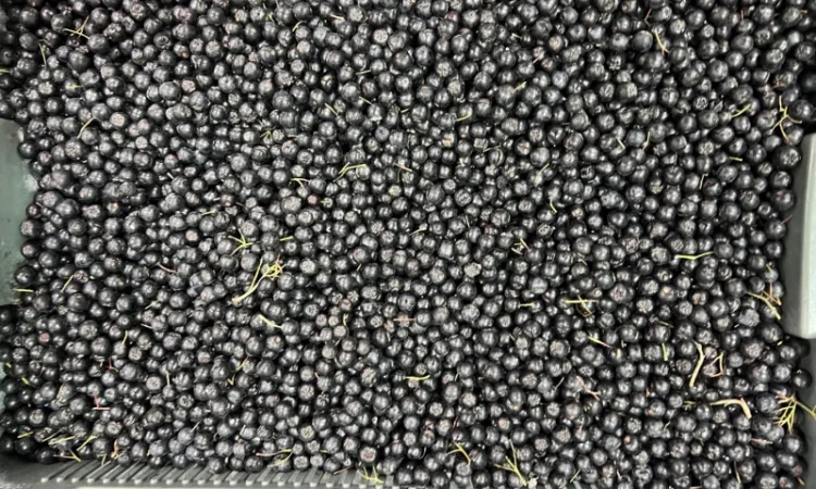 Продажа замороженной малины и других ягод - фото № 18