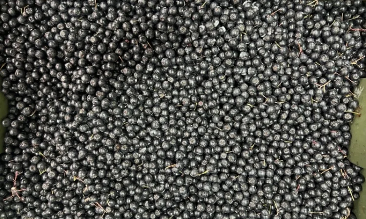 Продажа замороженной малины и других ягод - фото № 17