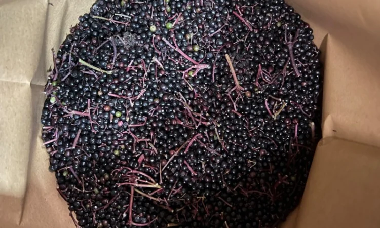 Продажа замороженной малины и других ягод - фото № 16