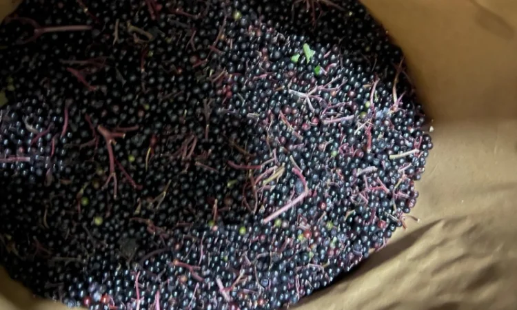 Продажа замороженной малины и других ягод - фото № 14