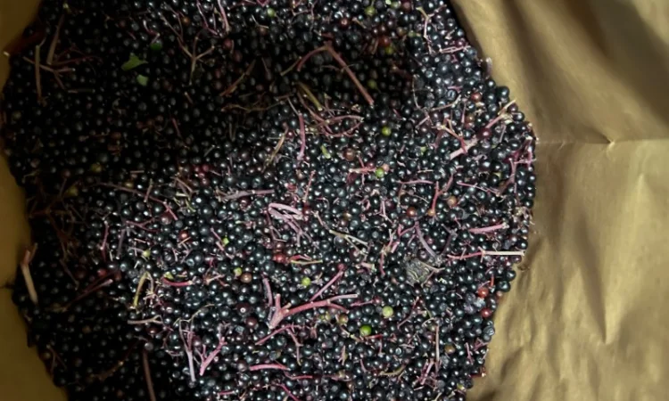 Продажа замороженной малины и других ягод - фото № 13