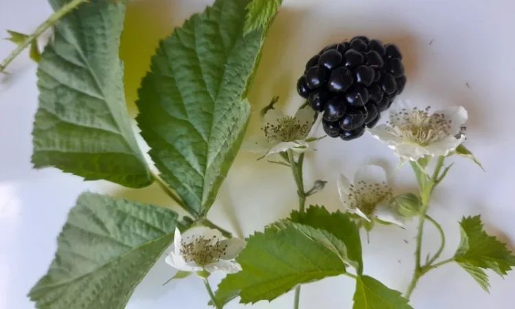 Ароматный чай из ферментированных листьев ожины - фото № 1