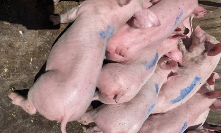 Поросята весом 25 кг от Генетики PIC - фото № 1