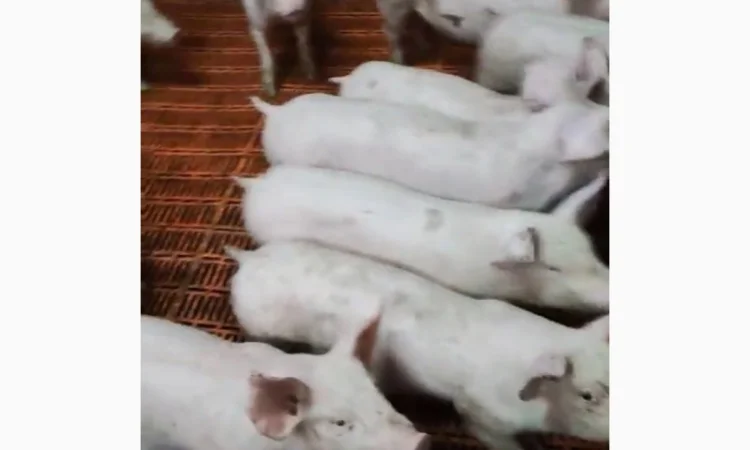 Поросята весом 24-26 кг на продажу - фото № 1