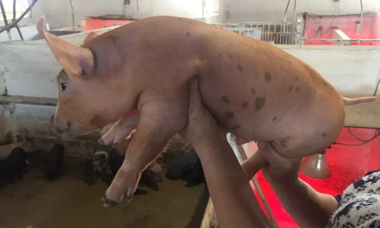 Продаються поросята гібридних порід - фото № 1