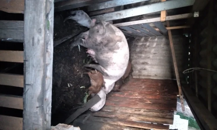 Продаются поросята - фото № 1