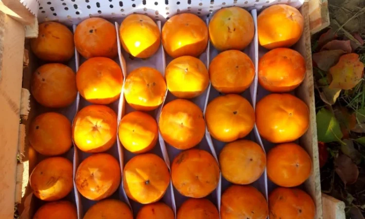 Продается гранат - фото № 3