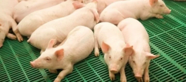 Покупаем поросят весом 20-25 кг - фото № 1