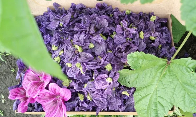 Пропонуються сухі квіти мальви мавританської - фото № 1