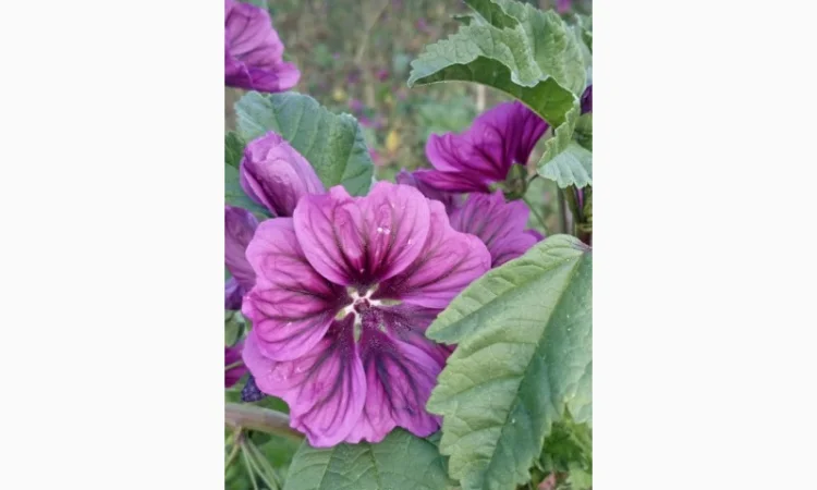 Пропонуються сухі квіти мальви мавританської - фото № 2