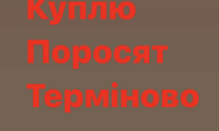 Куплю поросят свиней от вашего хозяйства - фото № 1