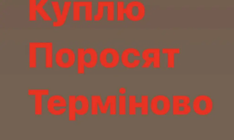 Куплю з вашого господарства поросят свиней - фото № 1