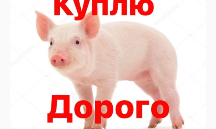 Купую поросят вагою від 8 до 30 кг - фото № 1