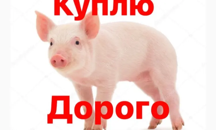 Куплю поросят - фото № 1