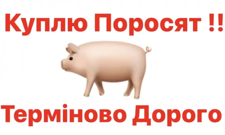 Куплю поросята свиньи - фото № 1