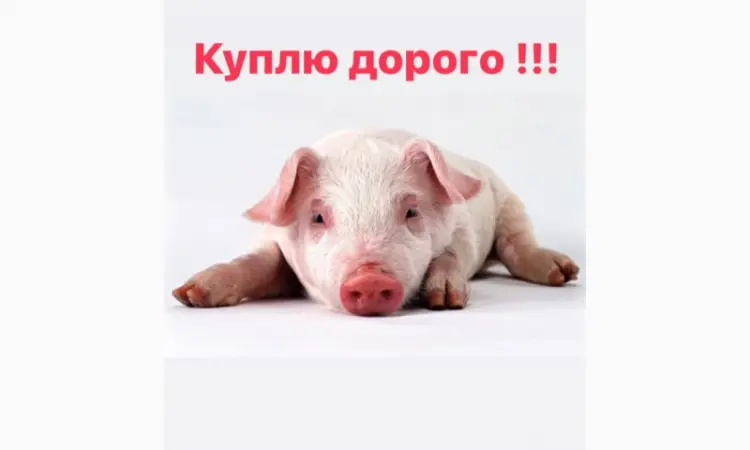 За купляємо поросят різною вагою свині - фото № 1