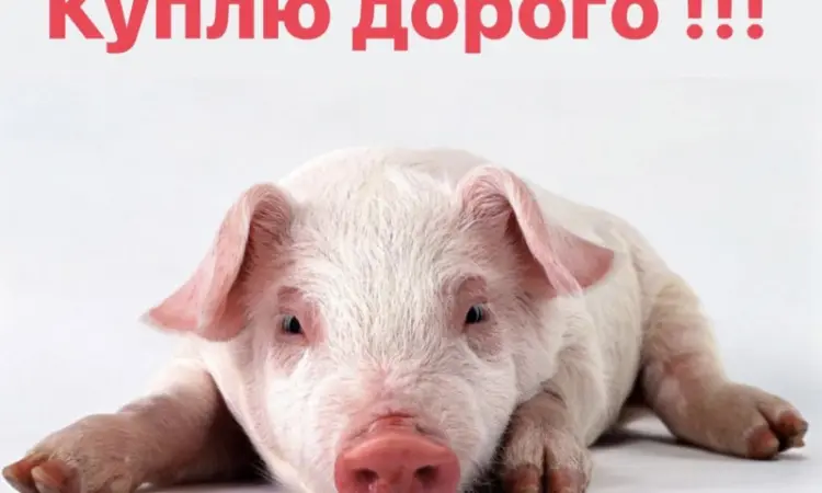 Поросята закупка поросят по всій Україні - фото № 1