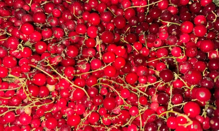 Пропонується порічка високої якості - фото № 1