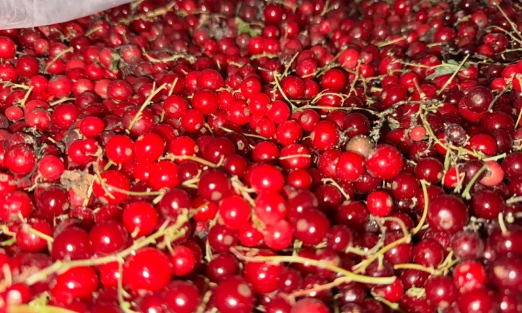 Пропонується порічка високої якості - фото № 2