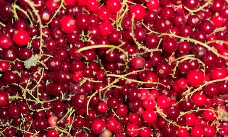 Пропонується порічка високої якості - фото № 3