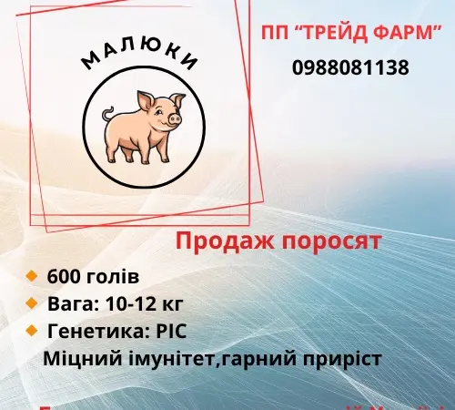 Продажа поросят - фото № 1
