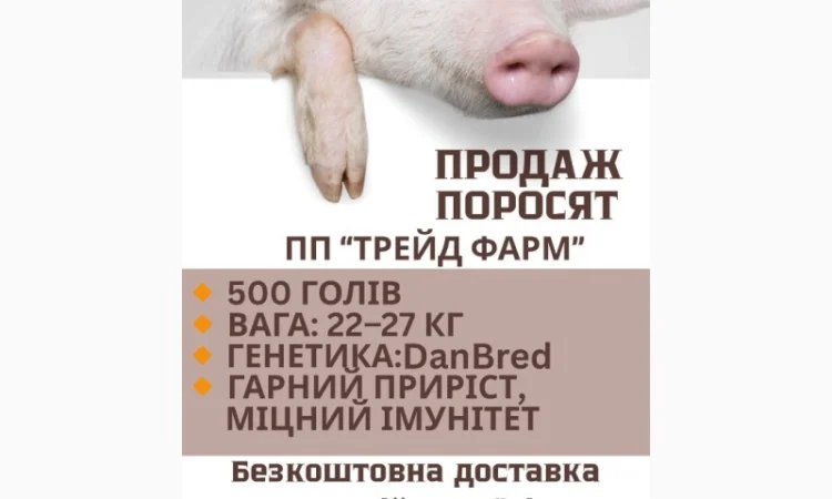 Продажа поросят генетики DanBred и PIC - фото № 2
