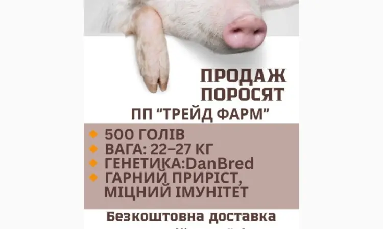 Продажа поросят - фото № 2