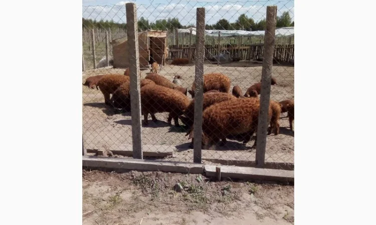 Угорская мангалица - поросята и свиноматки на продажу - фото № 1