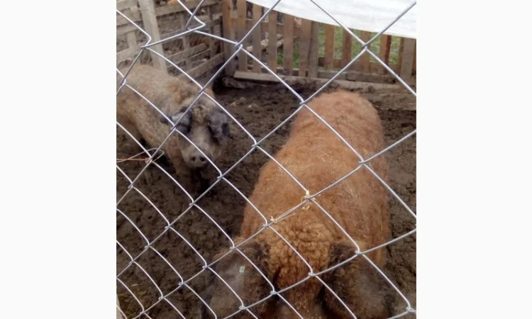 Угорская мангалица - поросята и свиноматки на продажу - фото № 2