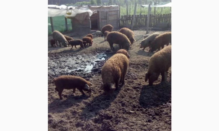 Угорская мангалица - поросята и свиноматки на продажу - фото № 4