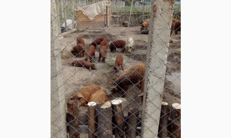 Угорская мангалица - поросята и свиноматки на продажу - фото № 5