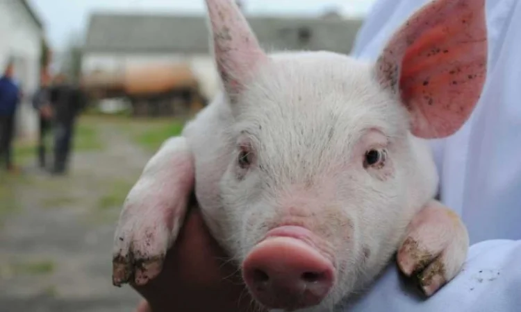 Купую поросят до 12 кг - фото № 1