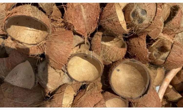 Куплю кокосовую скорлупу - фото № 1