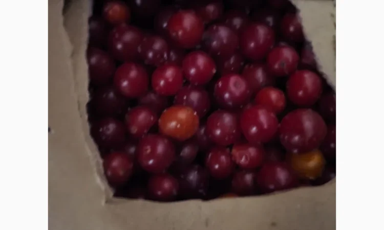 Пропонується калина шокової заморозки 2025 року - фото № 1