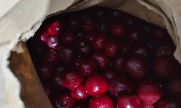 Пропонується калина шокової заморозки 2025 року - фото № 2