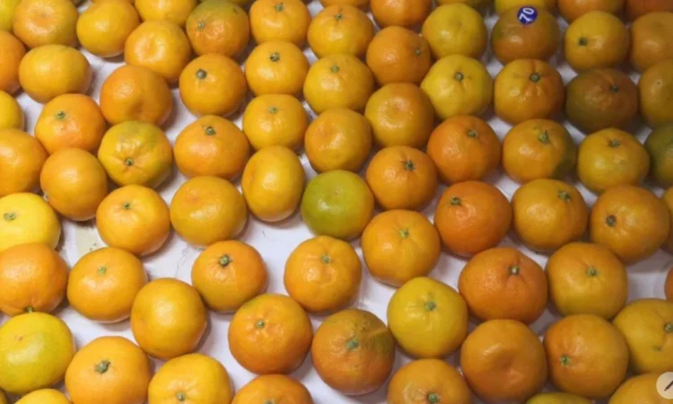 Регулярні поставки овочів та фруктів з Туреччини - фото № 2