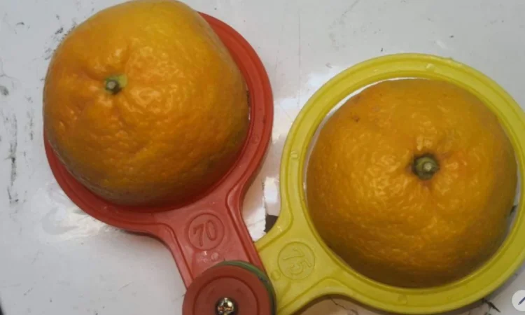 Регулярні поставки овочів та фруктів з Туреччини - фото № 3