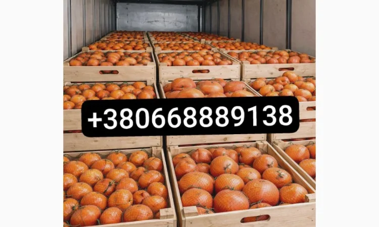 Продажа апельсинов и грейпфрутов оптом - фото № 1