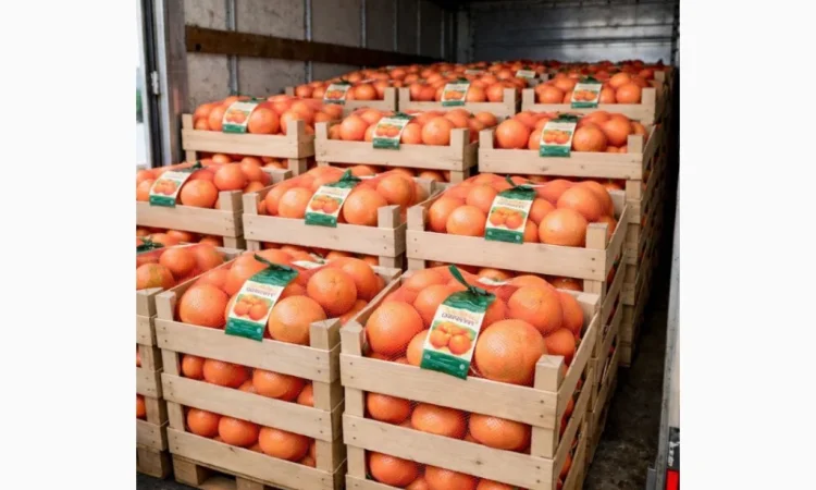 Продажа апельсинов и грейпфрутов оптом - фото № 2