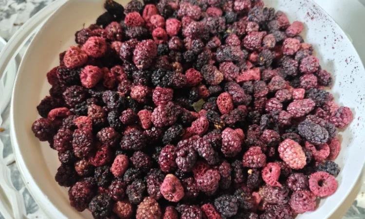 Продажа сушеных яблок, абрикос, ожины и вишни - фото № 1