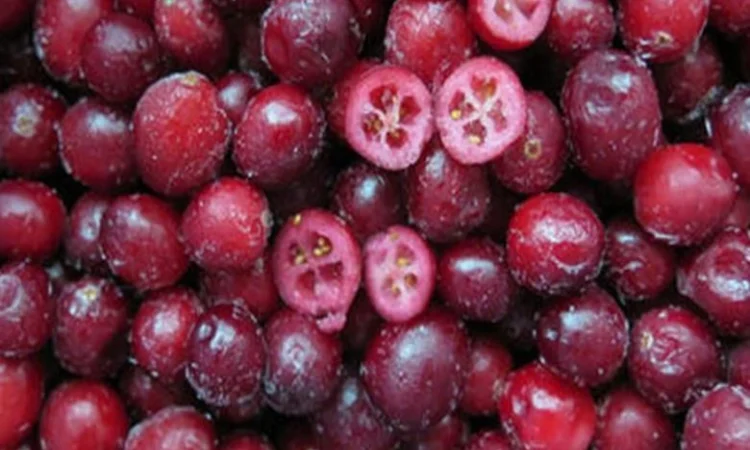 Заморожені ягоди та овочі від польської компанії за низькими цінами - фото № 2