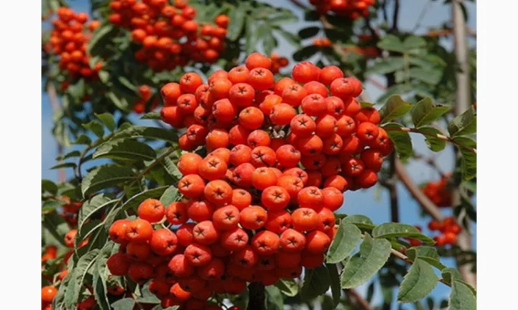Купую червону горобину оптом - фото № 1