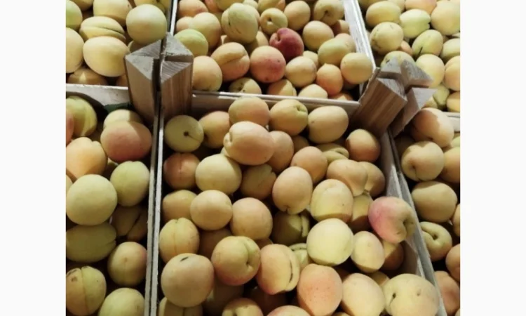 Продается качественный абрикос - фото № 1